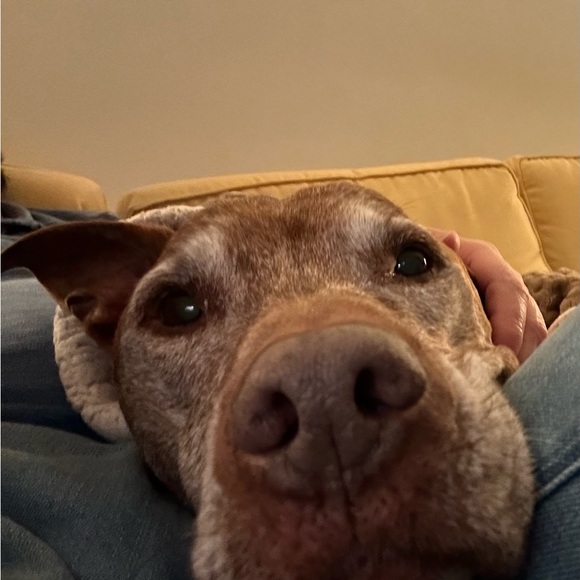 Meet your Posher, Cary - Picture 14 of 16